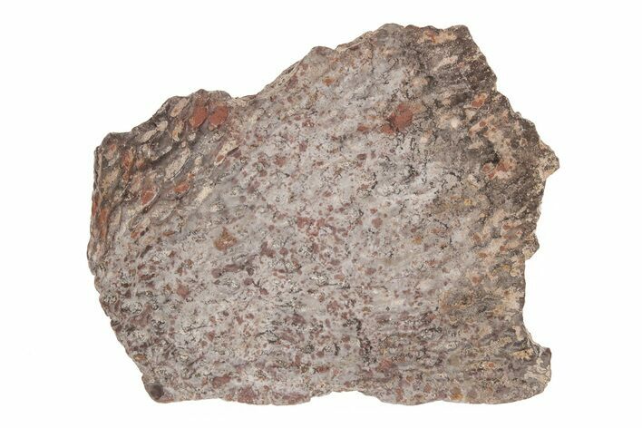 Permian Eryops Fossil Scapula Bone - Texas #218719